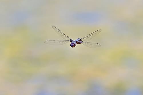 Great blue skimmer dragonfly in flight, Kentucky Art Print